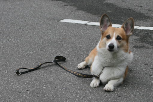 20090831-kuga.jpg