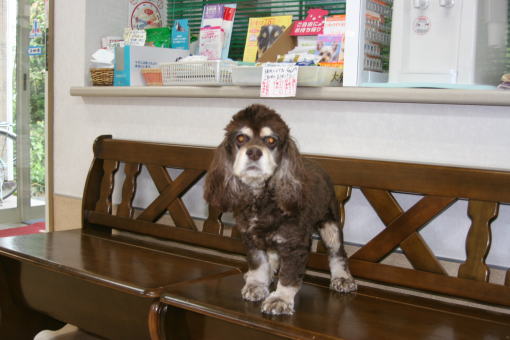 20090831-maro.jpg